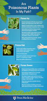 Avoid plants with leaf clusters of three. Poison Ivy Oak And Sumac Oh My Penn Medicine