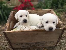 Check spelling or type a new query. Silver Lab Puppies For Sale In Texas Bmo Show