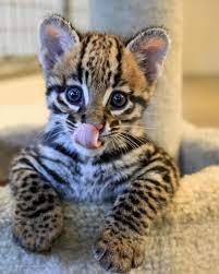 Ocelot Cubs For Sale Best 1 Exotic Pets For Sale Online
