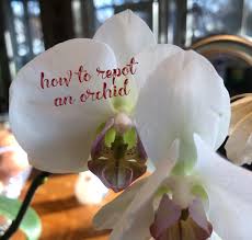 2) determine whether or not each aerial root needs to be inserted in the pot or remain on the outside. How To Repot An Orchid Grace Grits And Gardening