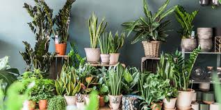 Houseplant Festival Garden Museum Things To Do In London House Plants Fiddle Leaf Fig Interior Garden