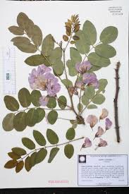 Image result for Robinia hispida