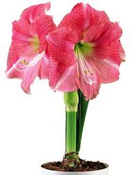 Pin On Amaryllis