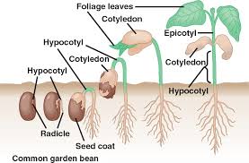 Germination Dicot Html 38_10seedgermination Dicot Jpg