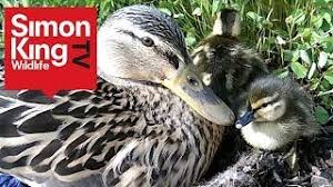 The baby ducks can be confined in a corner of the room or barn, allowing them more space as they grow. Cute Ducklings At Wild Meadows Youtube