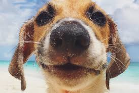 We use cookies to ensure that we give you the best experience on our website. Video Play With Puppies On The Beach At Providenciales In Turks And Caicos Oyster Com