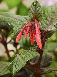 Department of agriculture plant hardiness zones 9 through 11. Fuchsia Gartenmeister Bonstedt Stock Image C011 1123 Science Photo Library