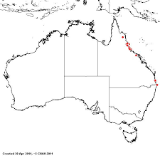 Image result for Urochloa subulifolia