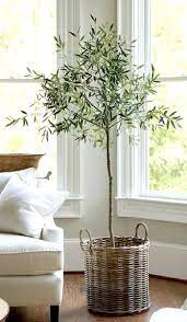Check spelling or type a new query. Olive Tree Arbequina Variety