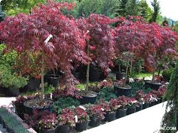 Sarmaşık, sarılıcı ve tırmanıcı bitkiler. Dis Mekan Sus Bitkileri Bursa Dis Mekan Sus Bitkileri Bursa Sektorgezgini Com