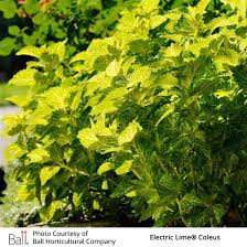 Image result for Coleus engleri