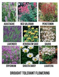 Drought is a pervasive problem in the united states and canada. Drought Tolerant Flowering Plants For San Diego Drought Tolerant Garden Drought Resistant Plants Drought Tolerant Plants