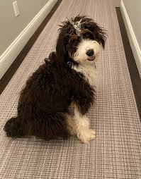 You are welcome to pick up your puppy from our home, or we can personally hand deliver your puppy to your home or at an airport near you, contact us for specific delivery rates. Hoosier Canines Bernedoodle And Goldendoodle Puppies In Indiana