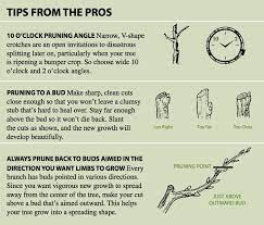 Tips For Pruning Fruit Trees Growing With Stark Bro S Pruning Fruit Trees Tree Pruning Prune Fruit