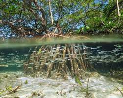 Wisata hutan mangrove jakarta ini 7 hal yang perlu diketahui theasianparent indonesia. Mencoba Pengalaman Dan Tantangan Baru Dengan Berkunjung Ke Hutan Mangrove Beserta 10 Rekomendasi Hutan Mangrove Terbaik Indonesia