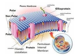 Check spelling or type a new query. Struktur Fungsi Sel Hewan Dan Tumbuhan Pojok Cerdas