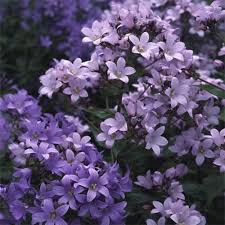 You can also pick from a number of beautiful cultivars with pink or white flowers. Campanula Lactiflora Alchetron The Free Social Encyclopedia