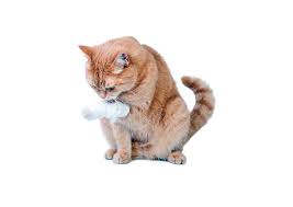 But how can you tell if the redness and swelling are over time, the repair cells and proteins diminish and a scar is formed. All About Incisions Catwatch Newsletter