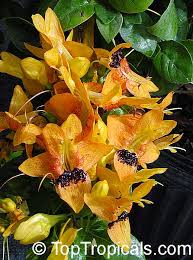 Image result for Ruttya