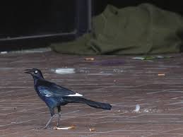 images?q=tbn:ANd9GcQAxz9GP29IfS4A37OXvjH