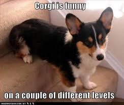 Ladyiapetus S Image Corgi Corgi Funny Corgi Dog
