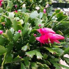 Before you bring that new potted plant or wreath into your home, it's important to have all mistletoe berries are super toxic—they can cause a heart attack and even death. knowing which holiday plants are toxic to dogs and cats is the. Variable Watering Conditions With Around 150 Species Under The Haworthia Name From The Zygocactus Christmas Cactus Succulents