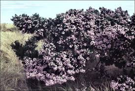 Image result for Psoralea glabra