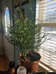 The hardy succulents can tolerate temperatures as high as 100°f (37°c). 11 27 18 Trimmed Large Pencil Cactus Weird Plants Planting Succulents Succulents