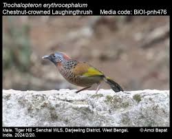 Image result for Erythrocephalum