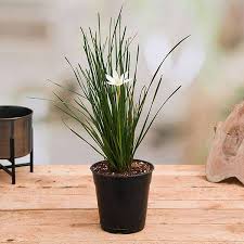 Image result for Zephyranthes candida