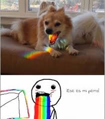 Bunlarin Hepsi Internet Instagram Animals Dogs