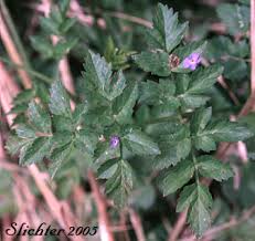 Image result for Oenanthe procumbens
