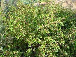Image result for Acalypha pubiflora