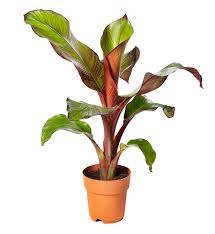 Image result for Ensete ventricosum