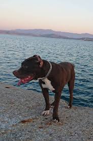 Internet Traffic Payment Adli Kullanicinin Pitbull Ailesi Panosundaki Pin Pitbull