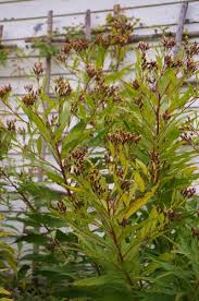 Image result for Vernonia lasiopus