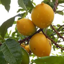 Image result for Pouteria