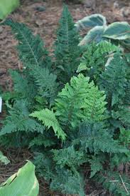 Image result for Cnestis polyphylla