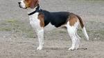 Beagle Harrier Mix Dog Info, Temperament, Training ...
