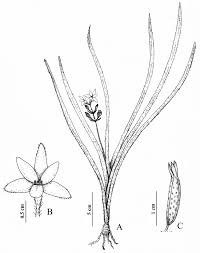 Image result for Hypoxis angustifolia