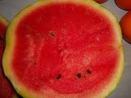 Image result for Citrullus lanatus