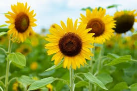Nah, sunflower sendiri di dunia nyata berbentuk bunga matahari. 6 Filosofi Bunga Matahari Melambangkan Optimisme Dan Umur Panjang Orami
