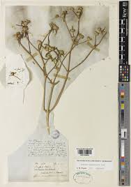 Image result for Flaveria trinervia