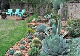 Tx A Succulent And Cactus Wonderland 39garten Austin Cactus Colorful Desert Plants Der Des Desert Plants Drought To Plants Cactus Plants Desert Plants