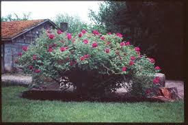 Maybe you would like to learn more about one of these? Hana Daijin Tree Peony