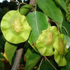 Image result for Pterocarpus rotundifolius