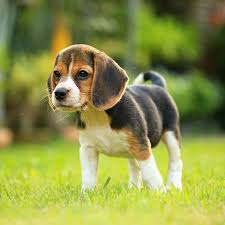 1 Beagle Puppies For Sale By Uptown Puppies