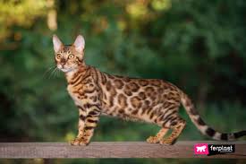 Bengal cat coat patterns and colors. 5 Curious Facts About The Bengal Cat Characteristics