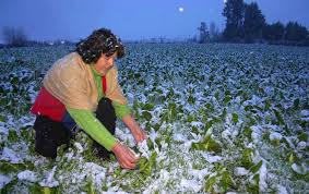Descenso de temperatura amenaza considerablemente la agricultura de la sierra - Alerta Económica