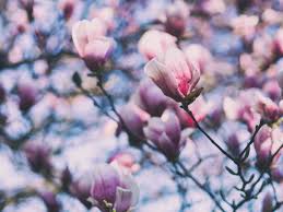 The green of the leaf has slight moisture and is nitrogen rich while the brown velvety underside is dry and carbon rich. 5421875 4608x3456 Petal Blur Flower Bloom Bokeh Branch Magnolia Tree Pink Tree Free Images Magnolium Magnolia Nature Magnolia Flower Spring Mocah Hd Wallpapers